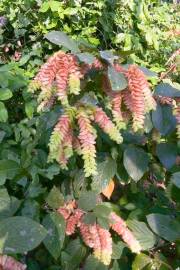 Flemingia strobilifera – Luck Plant, Wild Hops