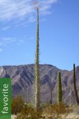Fouquieria columnaris – Boojum Tree