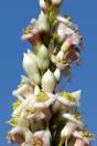 Fouquieria splendens campanulata 'Albiflora' – Durango Ocotillo