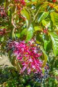 Fuchsia paniculata – Tree Fuchsia