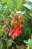 Fuchsia vulcanica – Ladys Eardrops