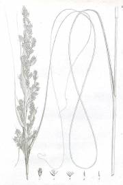 Gahnia filum – Chaffy Sawsedge