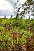 Gahnia novocaledonensis – New Caledonian Sawsedge