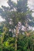 Garcinia cowa – Cova Tree