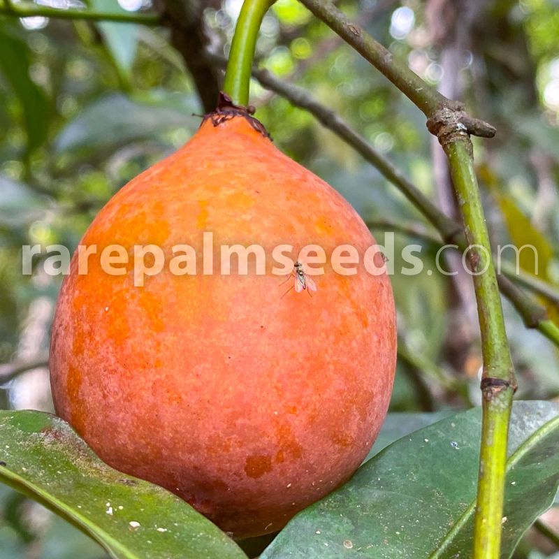 3 seedsAchacha fruitBolivian Mangosteen Garcinia humilis FRESH 6/5 