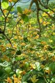 Gardenia sootepensis – Golden Gardenia