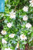 Gardenia thunbergia – Forest Gardenia