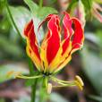 Gloriosa superba – Flame Lily, Fire Lily