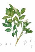 Glycosmis pentaphylla – Orangeberry, Gin Berry