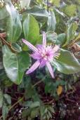 Grewia similis – Cross Berry, Lavender Starflower