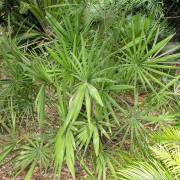 Guihaia grossifibrosa – Guangxi Dwarf Palm