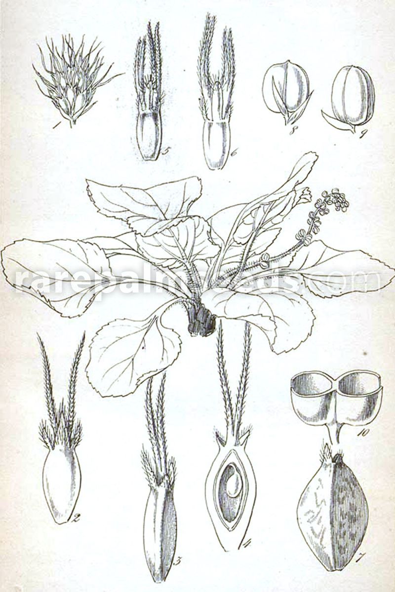 Tasmanian Mudleaf 5 seeds Gunnera cordifolia 