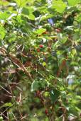 Halleria lucida – Tree Fuchsia