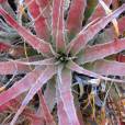 Hechtia - Dyckia - Deuterocohnia ssp. 'Mix' – Dwarf Bromeliad Mix, EU ONLY