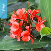 Hedychium deceptum – Red Ginger Lily, Red Buttefly Ginger