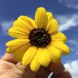 Helianthus argophyllus – Silverleaf Sunflower
