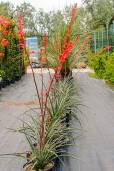 Hesperaloe parviflora – Red Yucca