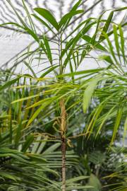 Heterospathe scitula – Dwarf Luzon Sagisi Palm