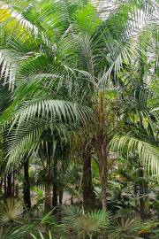 Heterospathe woodfordiana – Solomon Sagisi Palm