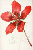 Hibiscus coccineus – Scarlet Rosemallow, Scarlet Hibiscus
