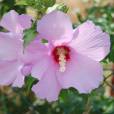 Hibiscus syriacus – Rose of Sharon, Syrian Ketmia