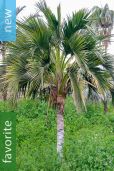 Howea belmoreana – Curly Palm, Sentry Palm