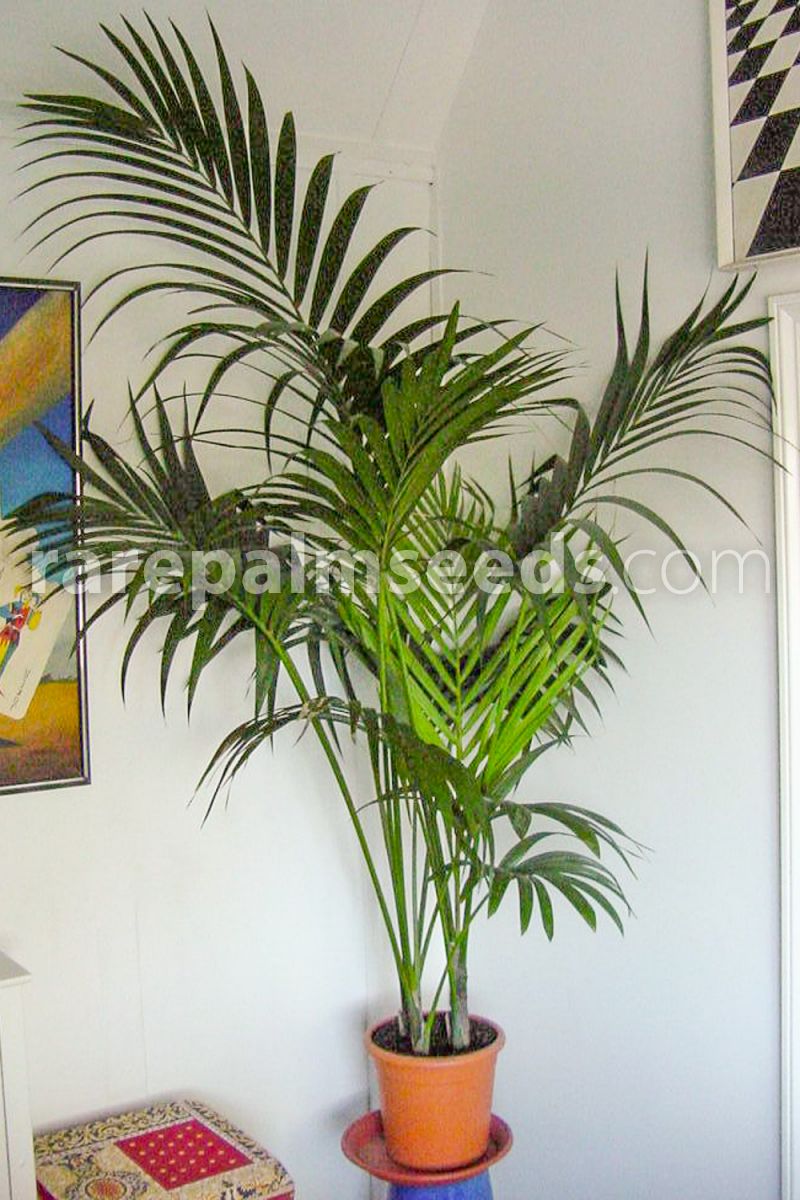 5PCS Howea forsteriana Kentia Palm tree Seeds vert rare CHINOIS bon marché Palm