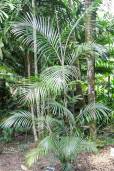 Hydriastele rheophytica – Water Nymph Palm