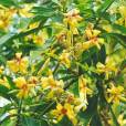 Hymenosporum flavum – Australian Frangipani
