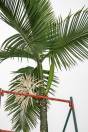 Hyophorbe amaricaulis – Loneliest Palm