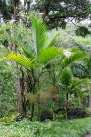 Hyophorbe indica 'Eastern' – Green Mascarene Palm