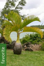 Hyophorbe lagenicaulis – Bottle Palm