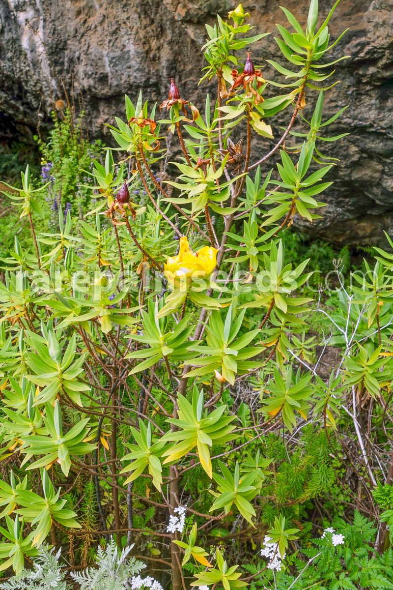 Hypericum revolutum subsp. keniense – Buy seeds at rarepalmseeds.com