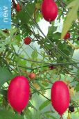 Ibervillea tenuisecta – Slimlobe Globeberry