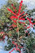 Ilex verticillata – Winterberry Holly
