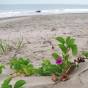Ipomoea pes-caprae – Batatilla, churristate de playa