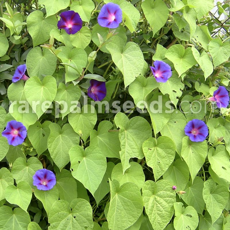 Ipomoea purpurea – Campanilla morada – Compra semillas en 