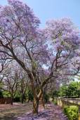 Jacaranda mimosifolia – Jacaranda