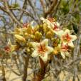Jatropha mahafalensis – Madagascar Physic Nut