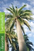 Jubaea chilensis – Chilean Wine Palm