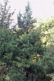 Juniperus chinensis var. chinensis – Chinese Juniper