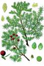 Juniperus oxycedrus – Prickly Juniper
