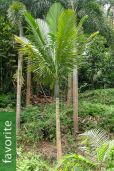 Kentiopsis oliviformis – Tindéa Palm