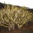 Kleinia neriifolia – Verode