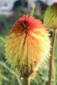 Kniphofia praecox – Early Red Poker, Torch Lily