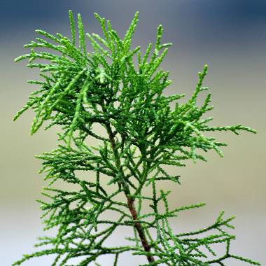 Lagarostrobos franklinii – Huon Pine