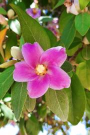 Lagunaria patersonia – Norfolk-Hibiskus