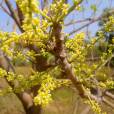 Lannea coromandelica – Indian Ash Tree