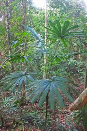 Lanonia centralis – Vietnam Hat Palm