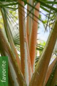 Latania loddigesii – Blue Latan Palm
